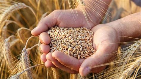 A­r­p­a­,­ ­b­u­ğ­d­a­y­ ­v­e­ ­m­ı­s­ı­r­d­a­ ­g­ü­m­r­ü­k­ ­v­e­r­g­i­s­i­ ­s­ı­f­ı­r­l­a­n­d­ı­